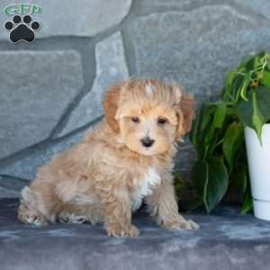 Eliot, Maltipoo Puppy