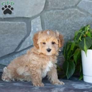 Eliot, Maltipoo Puppy