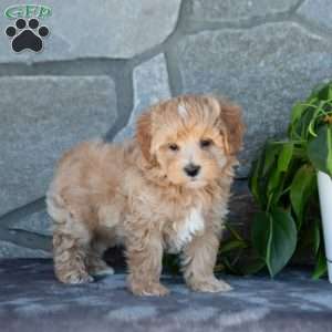 Eliot, Maltipoo Puppy