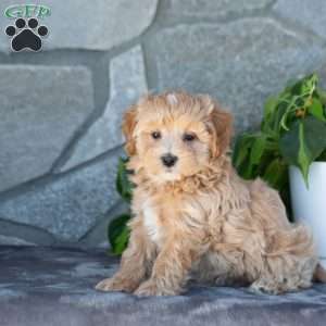 Eliot, Maltipoo Puppy