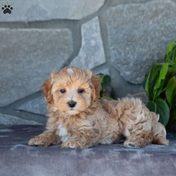 Eliot, Maltipoo Puppy