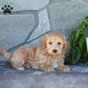 Edison, Maltipoo Puppy