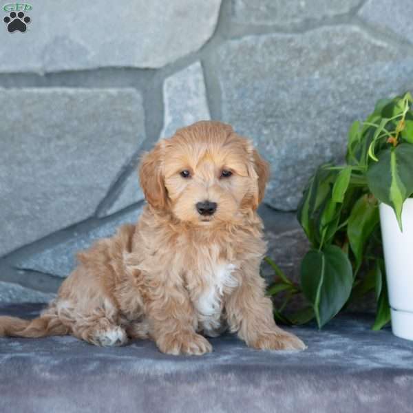 Edison, Maltipoo Puppy