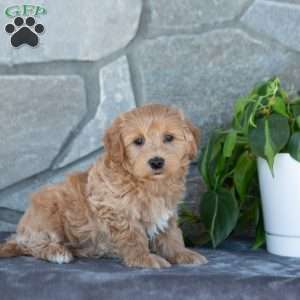 Edison, Maltipoo Puppy