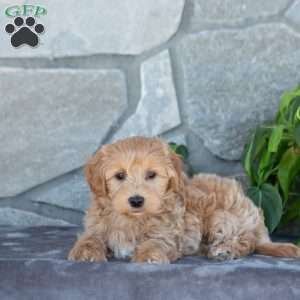 Edison, Maltipoo Puppy