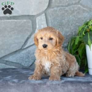 Edison, Maltipoo Puppy