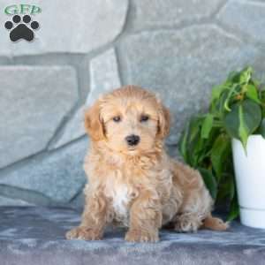 Edison, Maltipoo Puppy