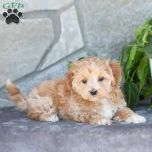 Emiline, Maltipoo Puppy