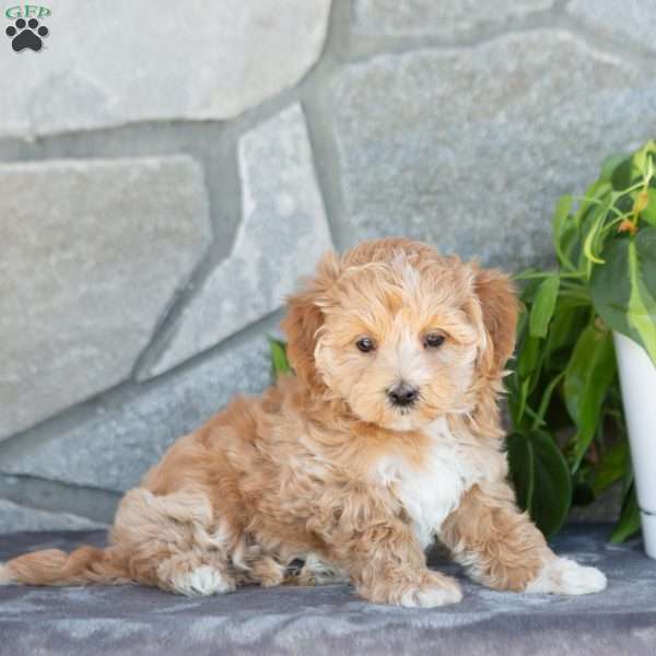 Emiline, Maltipoo Puppy