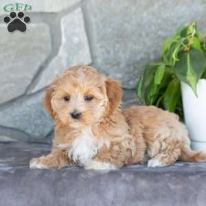 Emiline, Maltipoo Puppy