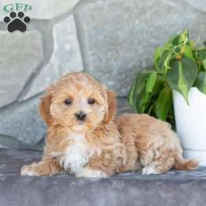 Emiline, Maltipoo Puppy