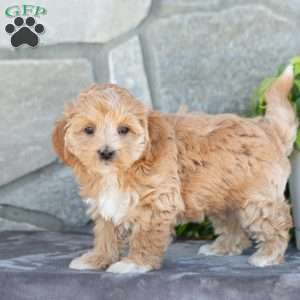 Emiline, Maltipoo Puppy