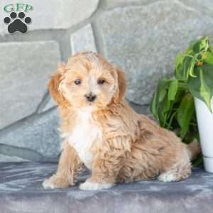 Emiline, Maltipoo Puppy