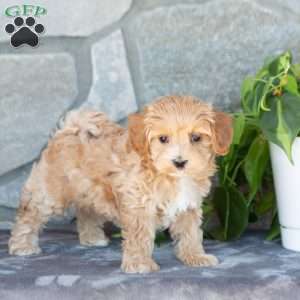 Erica, Maltipoo Puppy