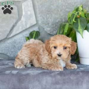 Erica, Maltipoo Puppy