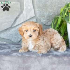 Erica, Maltipoo Puppy