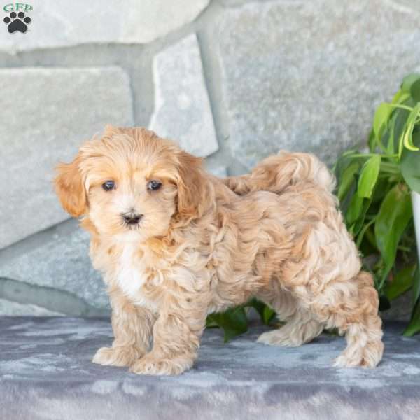 Erica, Maltipoo Puppy