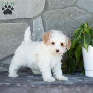 Emerald, Maltipoo Puppy