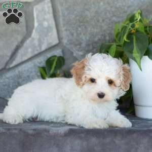 Emerald, Maltipoo Puppy