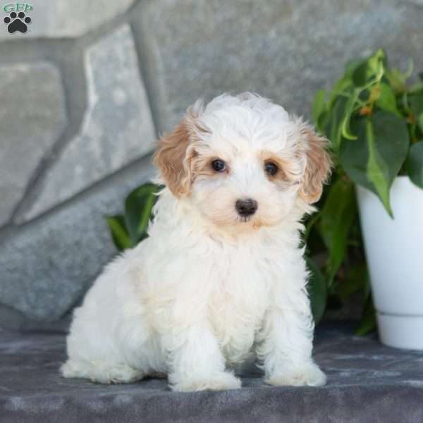 Emerald, Maltipoo Puppy