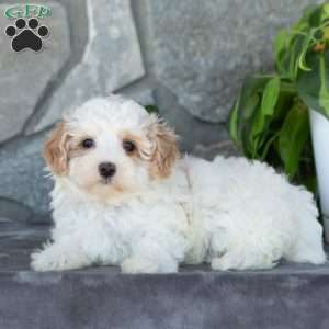 Emerald, Maltipoo Puppy