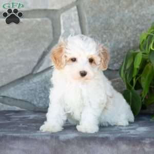 Emerald, Maltipoo Puppy