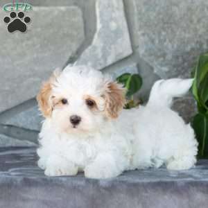 Emerald, Maltipoo Puppy
