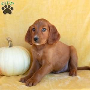 Cocoa, Irish Setter Puppy