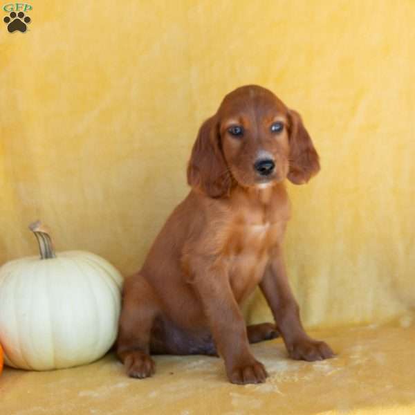 Cocoa, Irish Setter Puppy