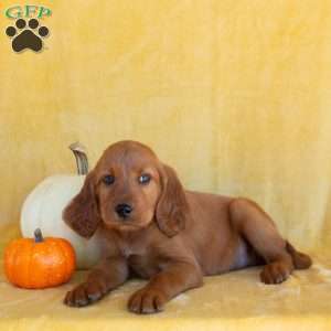 Golden, Irish Setter Puppy
