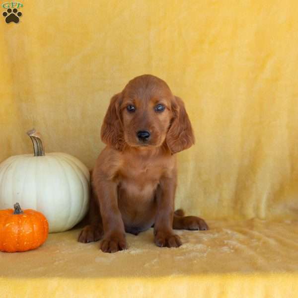 Golden, Irish Setter Puppy