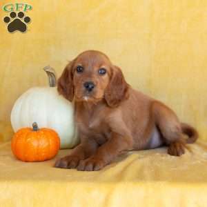 Chai, Irish Setter Puppy