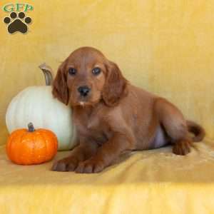 Chai, Irish Setter Puppy