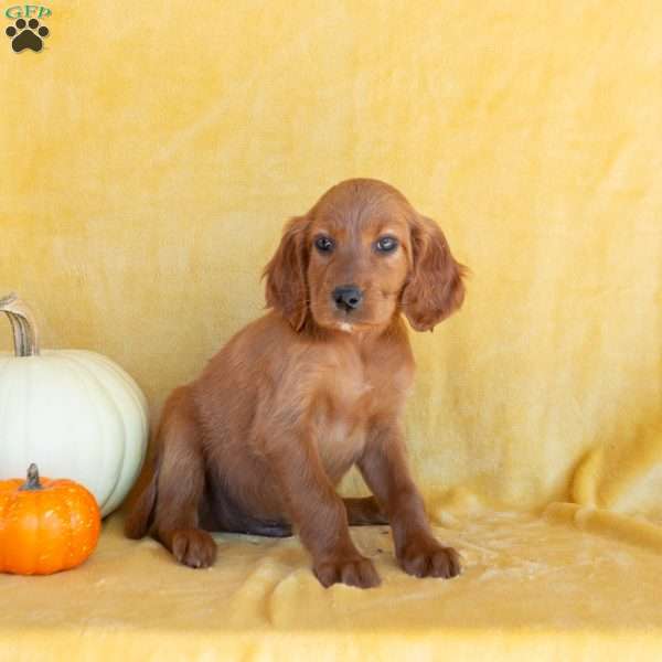 Chai, Irish Setter Puppy