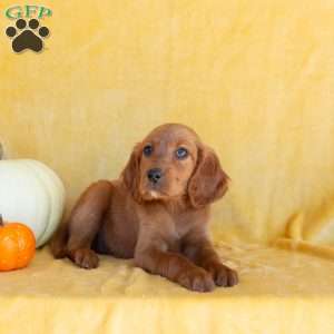 Chai, Irish Setter Puppy