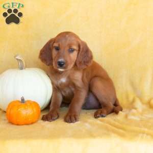 Fall Lover, Irish Setter Puppy