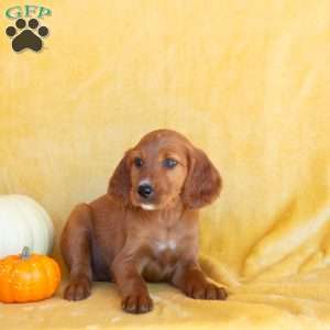 Fall Lover, Irish Setter Puppy