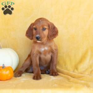 Fall Lover, Irish Setter Puppy