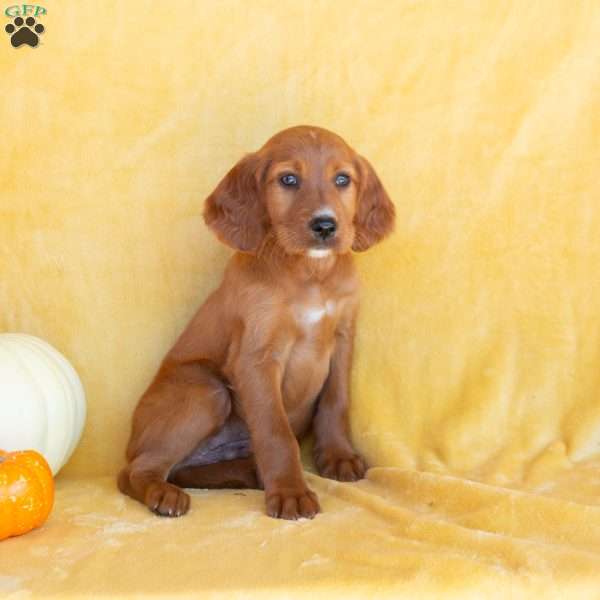 Fall Lover, Irish Setter Puppy