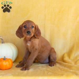 Cinnamon, Irish Setter Puppy