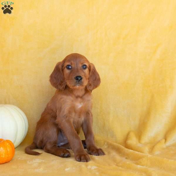 Cinnamon, Irish Setter Puppy