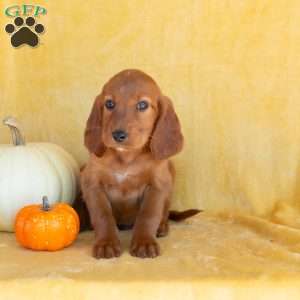 Pumpkin, Irish Setter Puppy