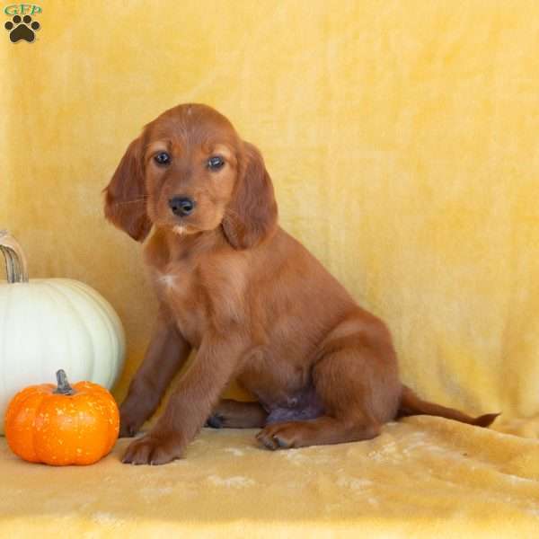 Pumpkin, Irish Setter Puppy