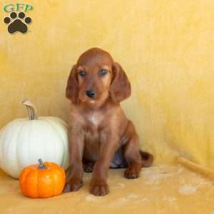 Latte, Irish Setter Puppy