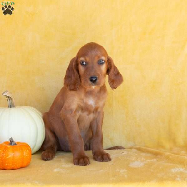 Latte, Irish Setter Puppy