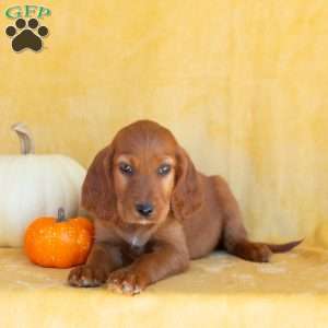 Latte, Irish Setter Puppy