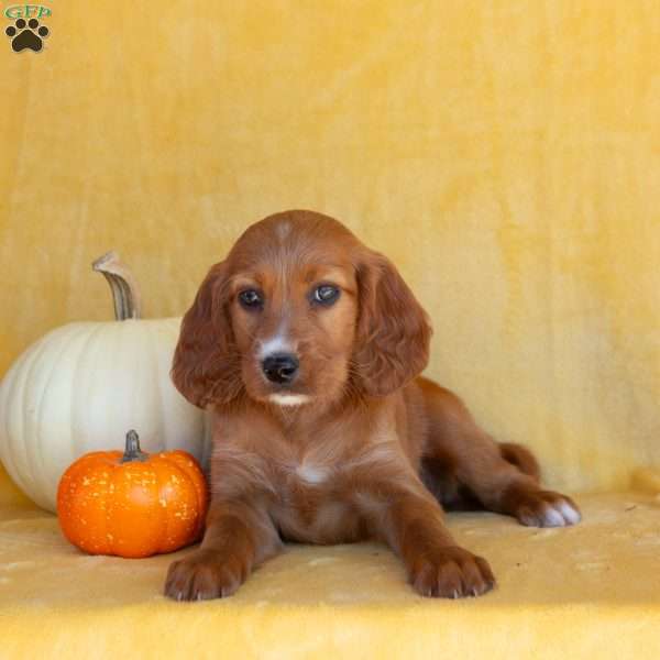 Spice, Irish Setter Puppy