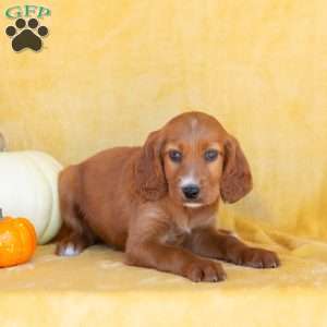 Spice, Irish Setter Puppy
