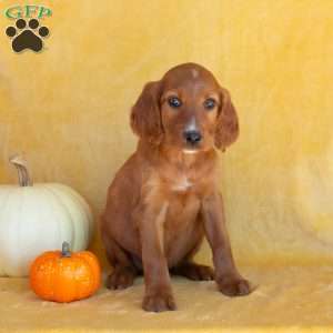 Maple, Irish Setter Puppy