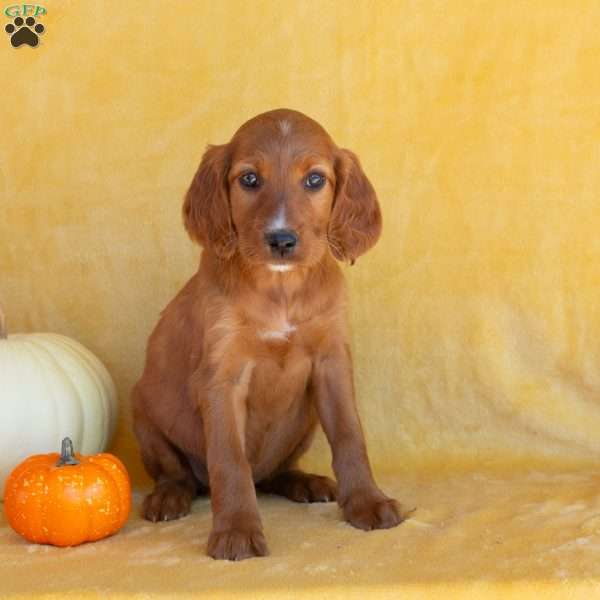 Maple, Irish Setter Puppy